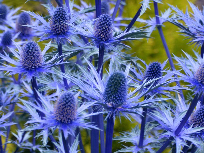 Sea Holly (Eryngium)