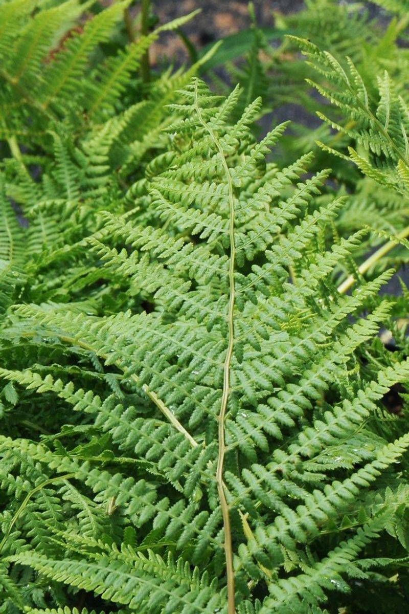Native Ferns (Wood Fern and Netted Chain Fern)