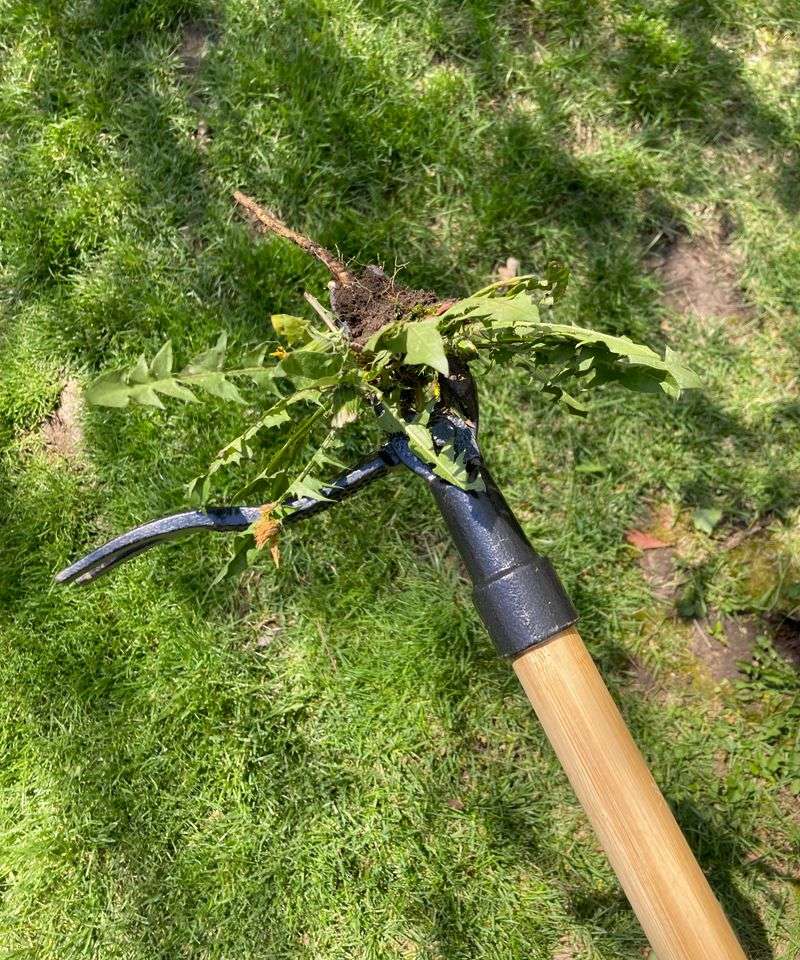 Match your choice to the purpose of the lawn