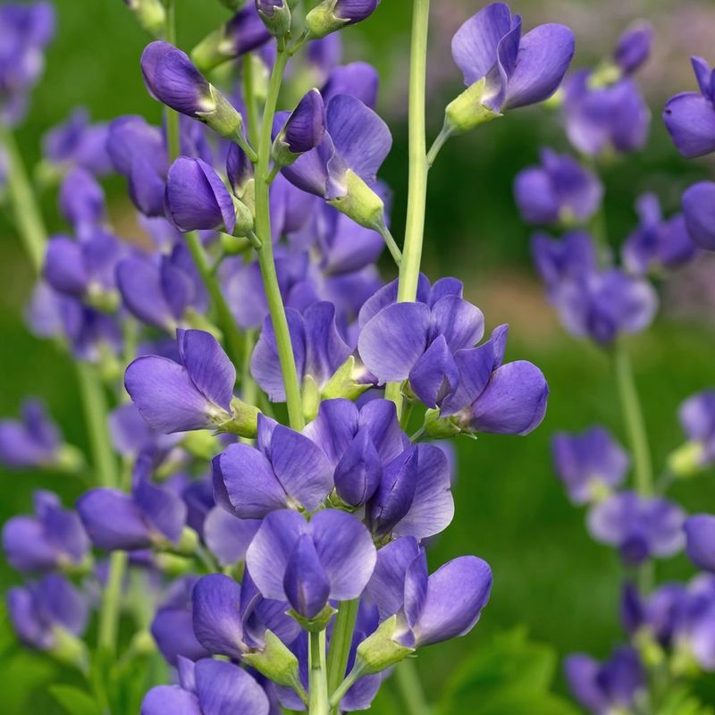 Blue Wild Indigo