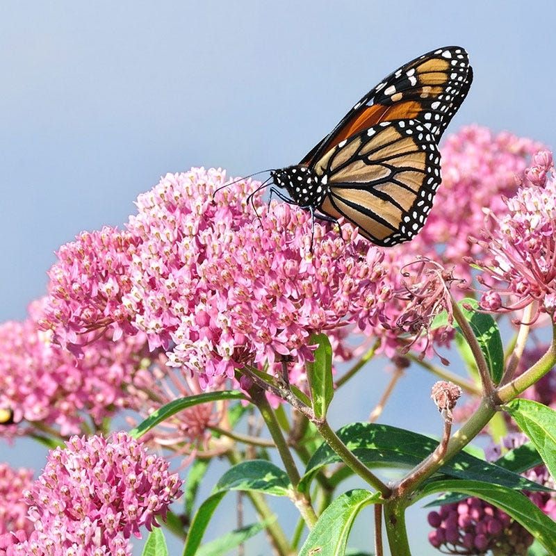 Swamp Milkweed (Asclepias incarnata)
