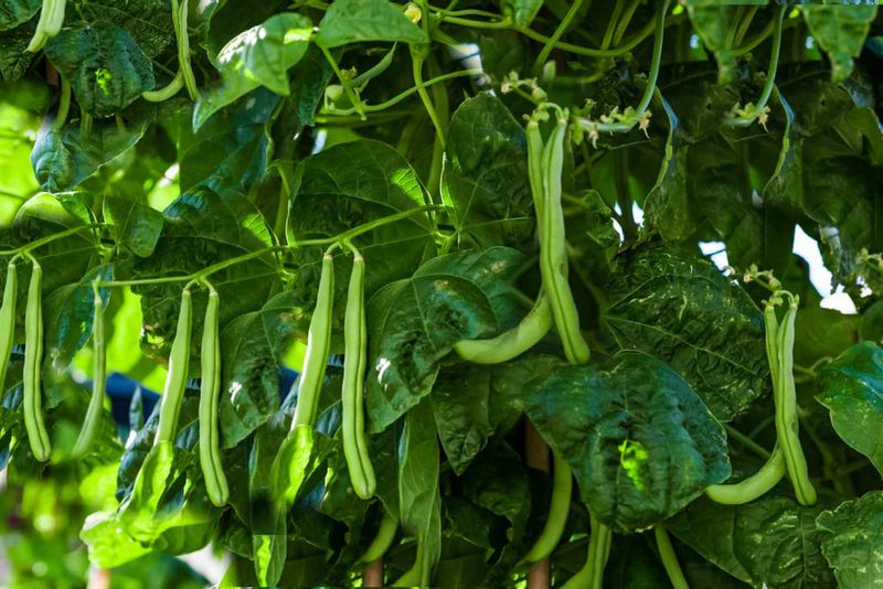 Pole Beans