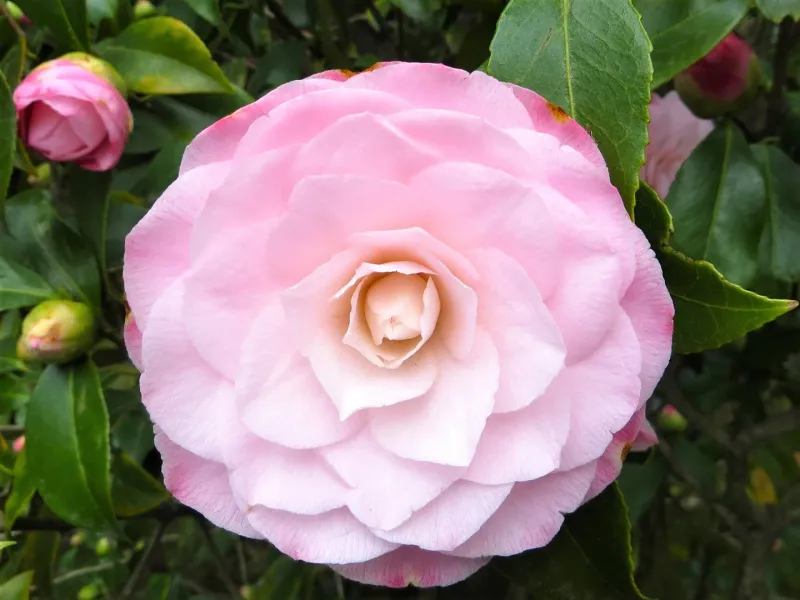 Early Autumn Japonica
