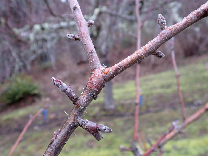 Snipping Off Fruit Spurs