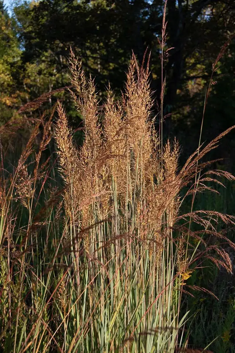 Indian Grass