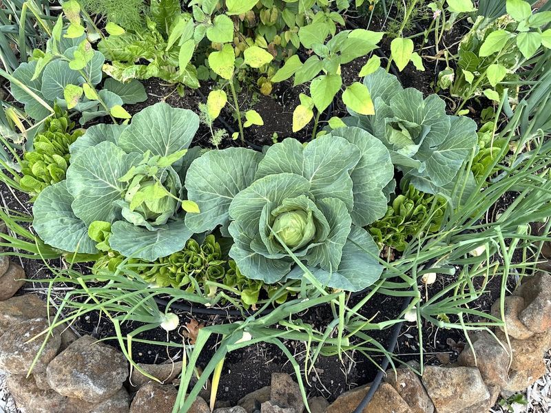 Cabbage