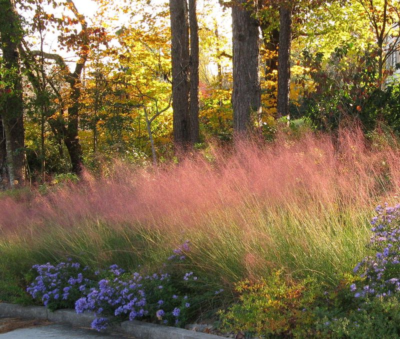 Pink Muhly Grass (Muhlenbergia capillaris)