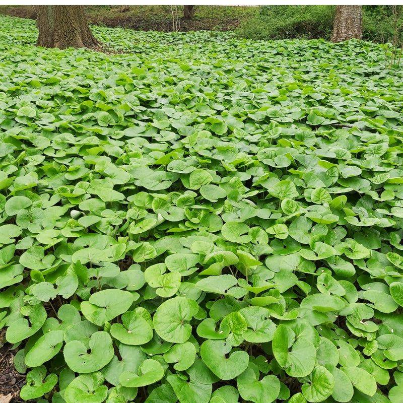 Wild Ginger (Asarum canadense)