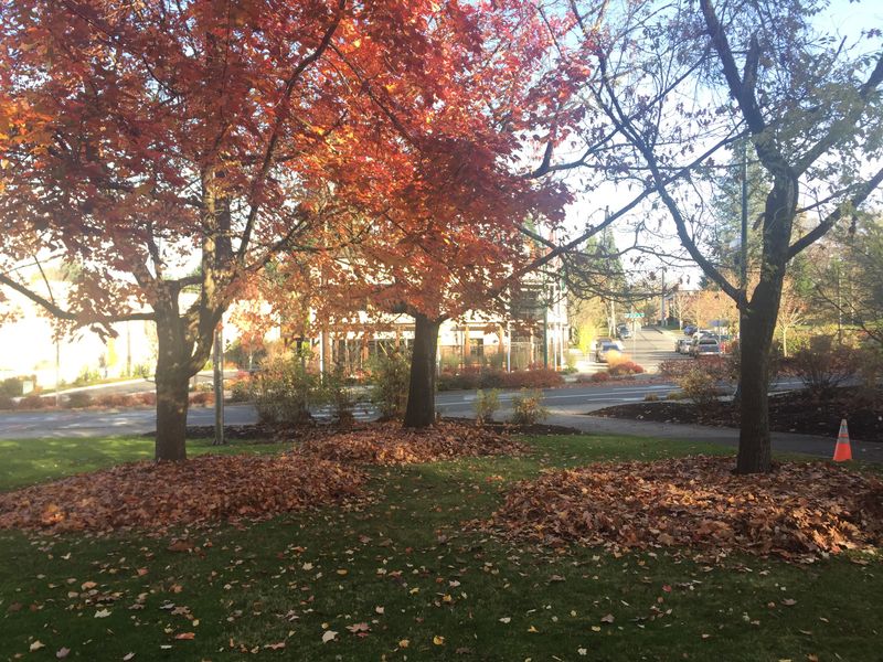Under Trees and Shrubs