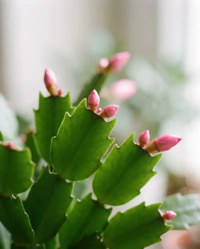 Bud-setting calls for steady care, not a rescue trick