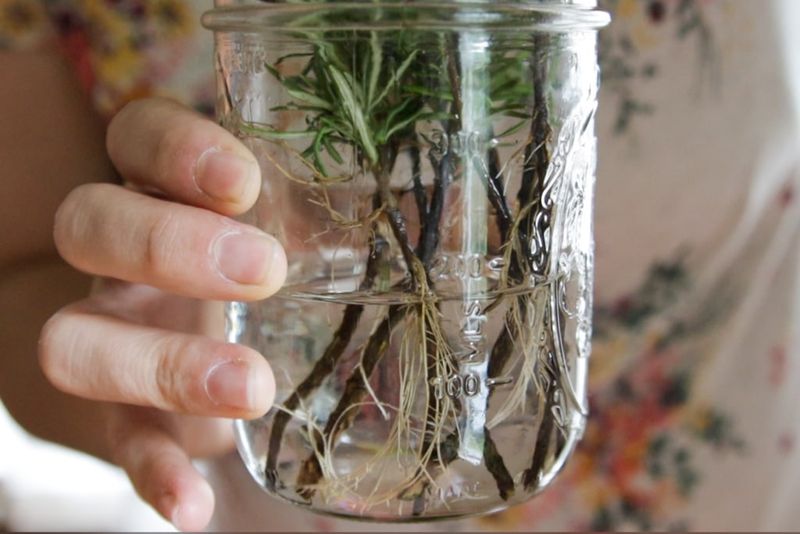 Root a cutting in water