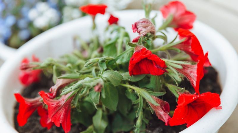 Prevent Underwatering