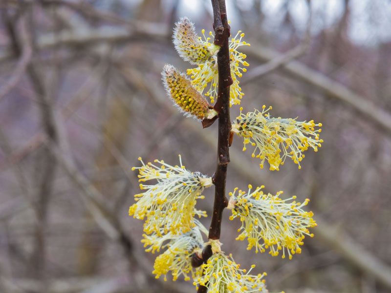 Willow (Salix spp.)