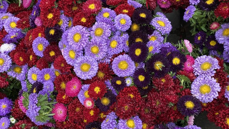 Skip: Double-Flowered Asters