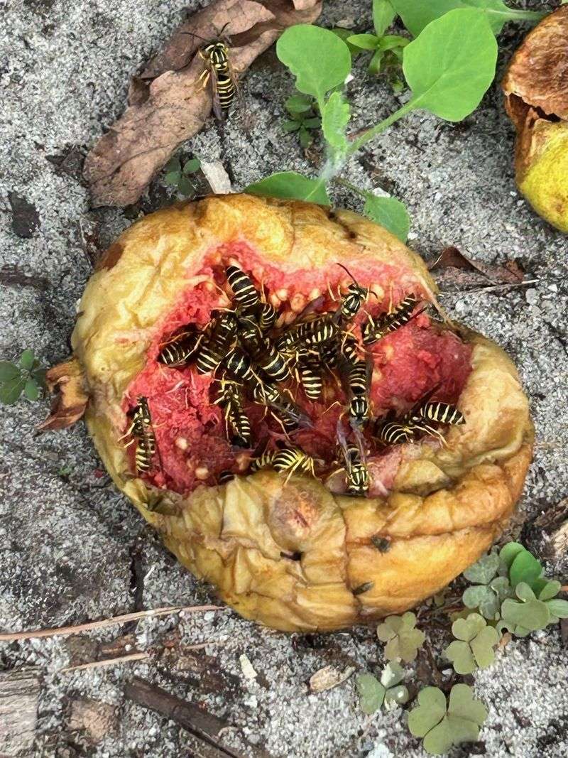Fallen and Overripe Fruit