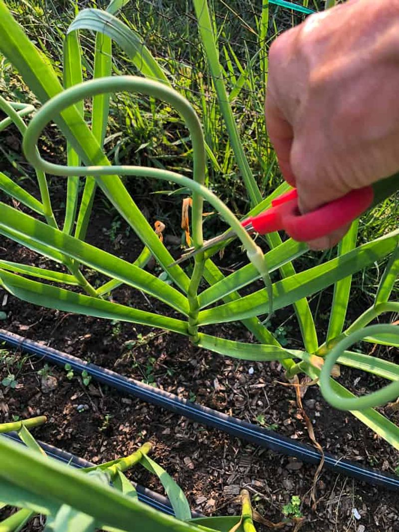 Treat Hardneck Scapes as a Separate Choice