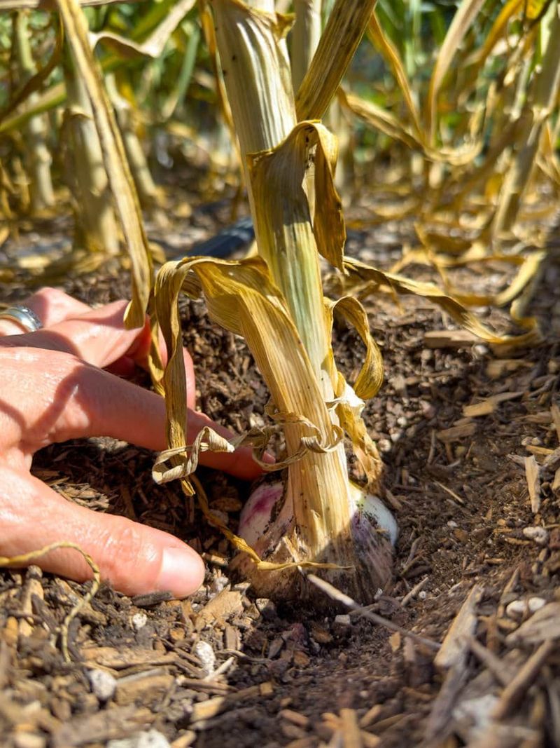 Pulling Bulbs Too Soon or Too Late
