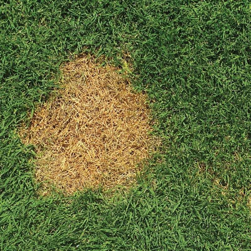 Dilute Dog Urine Spots