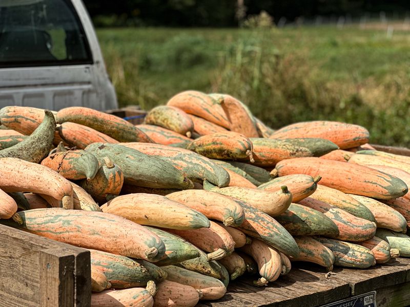 Candy Roaster Squash