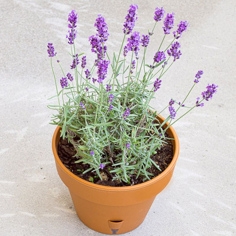 The simplest lavender rescue starts with light and drainage