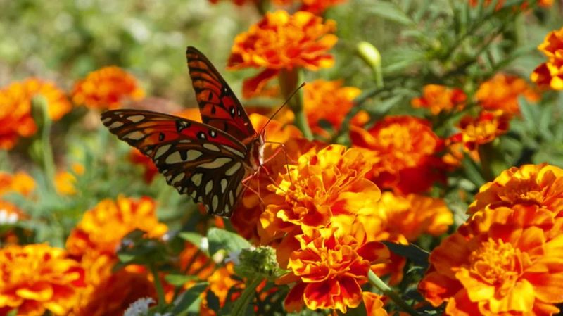 Marigold