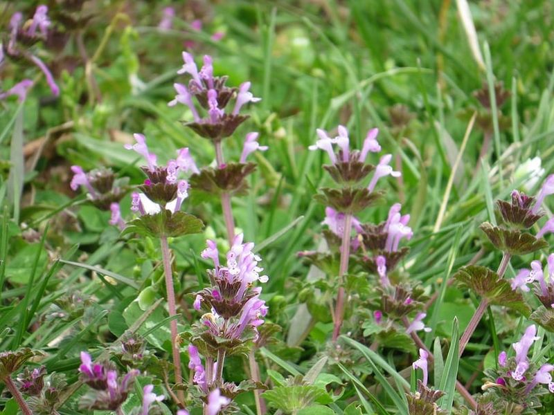 A Spring Full of Weeds