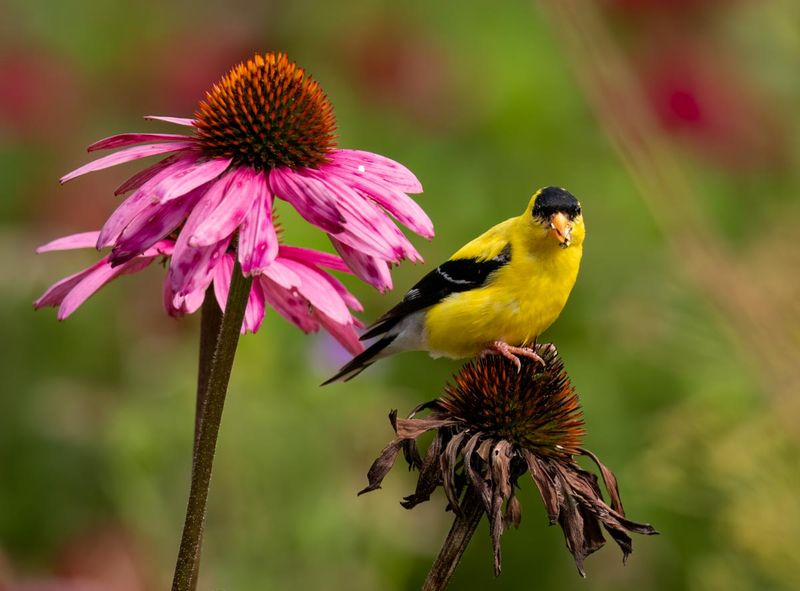 Coneflower (Echinacea)