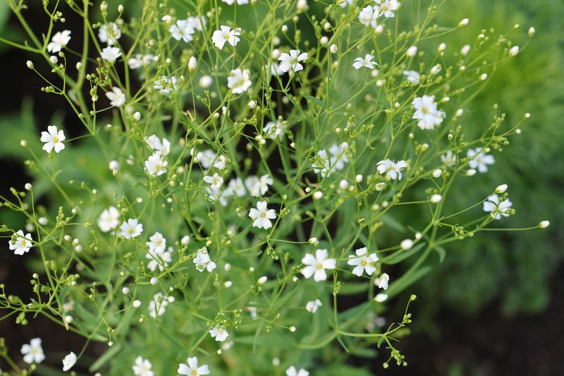 Annual Baby's Breath