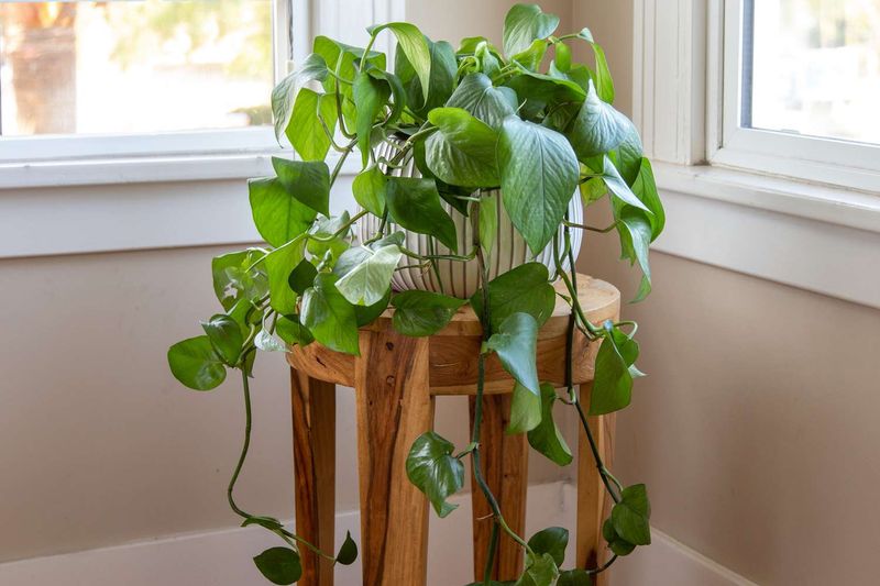 Rotate the Pot Regularly