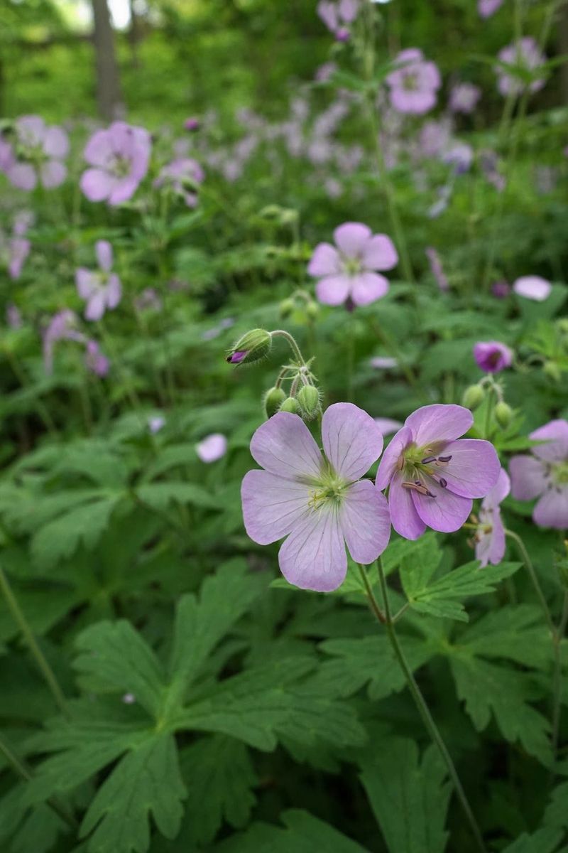 Wild Geranium (Geranium maculatum)