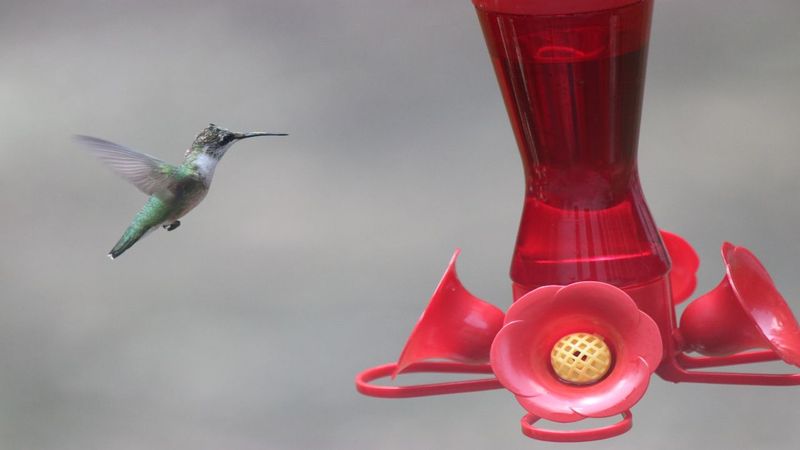 Use feeders as support, not as the habitat itself