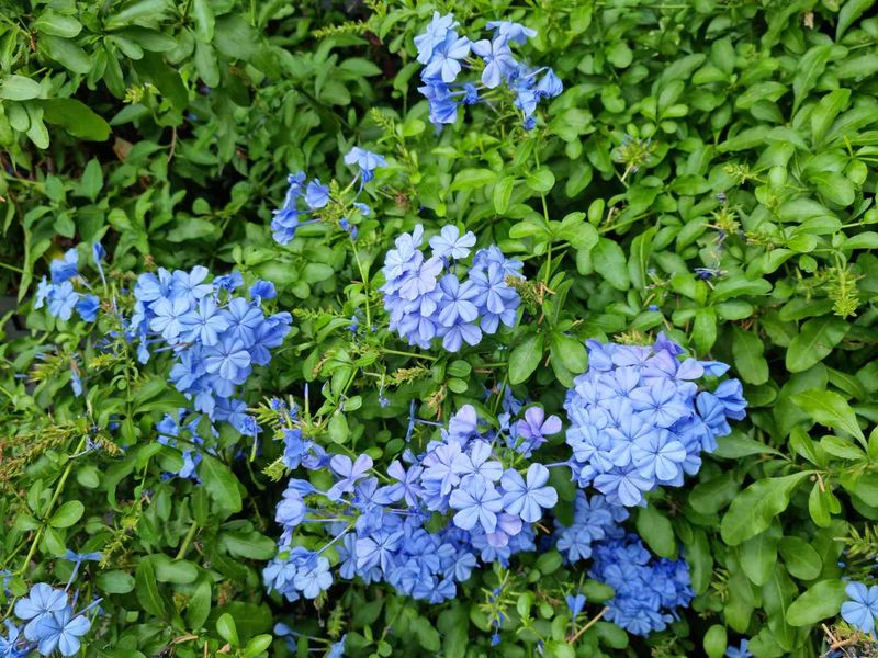 Plumbago (Cape Leadwort)