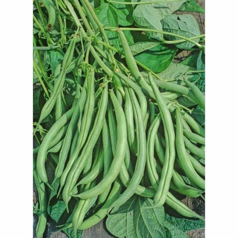 Mountaineer Half Runner Bean
