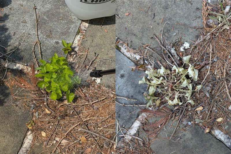 Vinegar burns weeds quickly without clearing them permanently