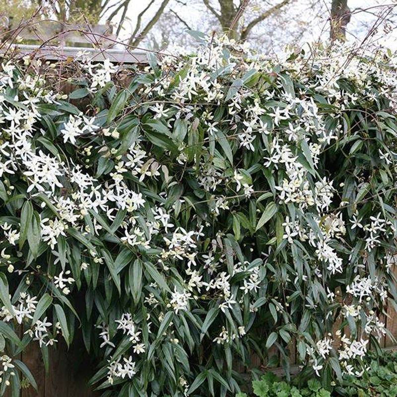 Armand Clematis (Clematis armandii)