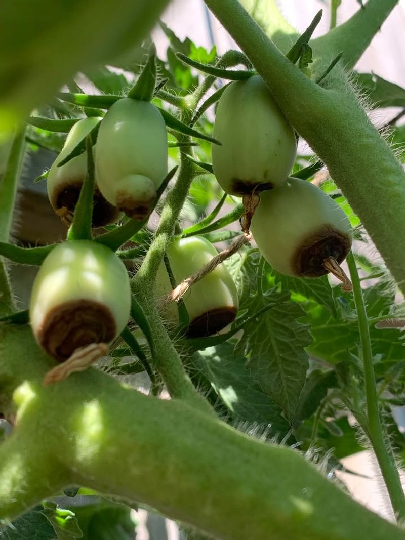 Too Much Nitrogen Fertilizer