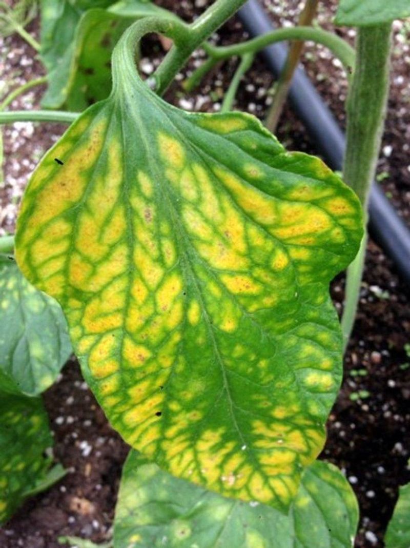 Magnesium Deficiency