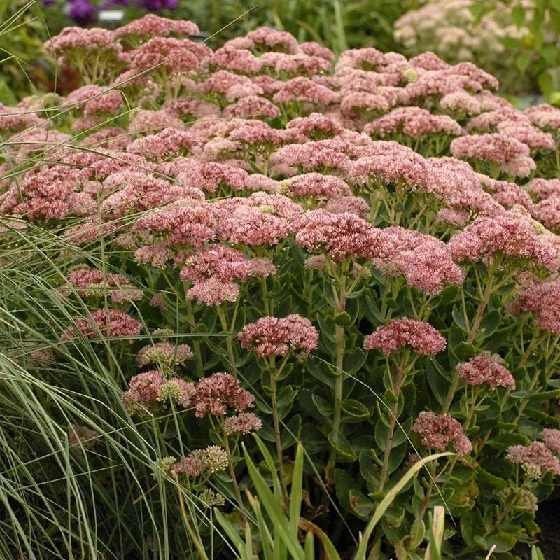Sedums