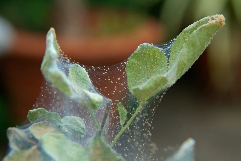 The leaves—not the lizard—show whether pests are damaging the plant