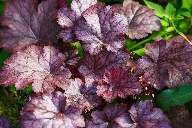 Coral Bells (Heuchera)