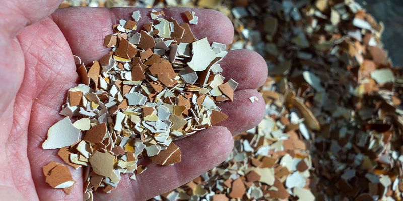 Ensure Adequate Calcium to Prevent Blossom End Rot
