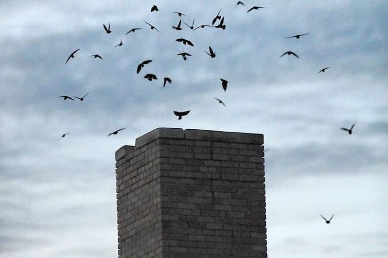 The birds over your yard may be using a chimney
