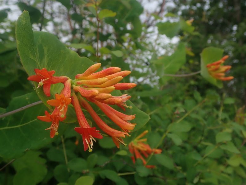 Honeysuckle (Lonicera)