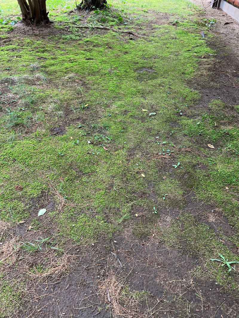 Moss points to weak turf, not a grass-killing invasion