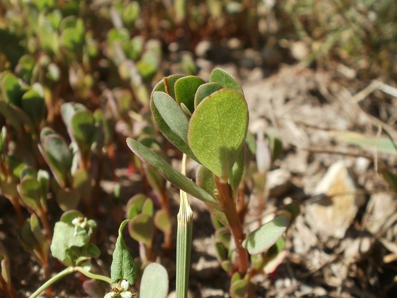 Drought can affect composition, but it does not prove cause
