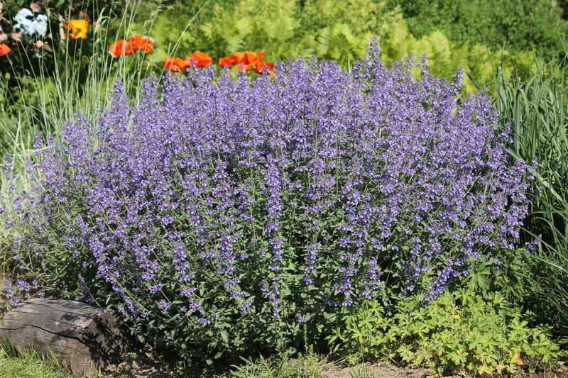 Fragrant Herbs Like Lavender, Sage, and Catmint