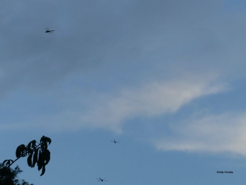 A sudden swarm can have several explanations