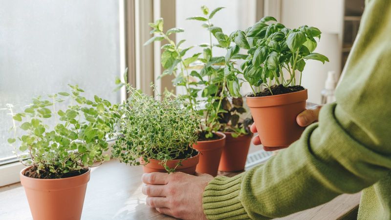Turn Pots Every Few Days