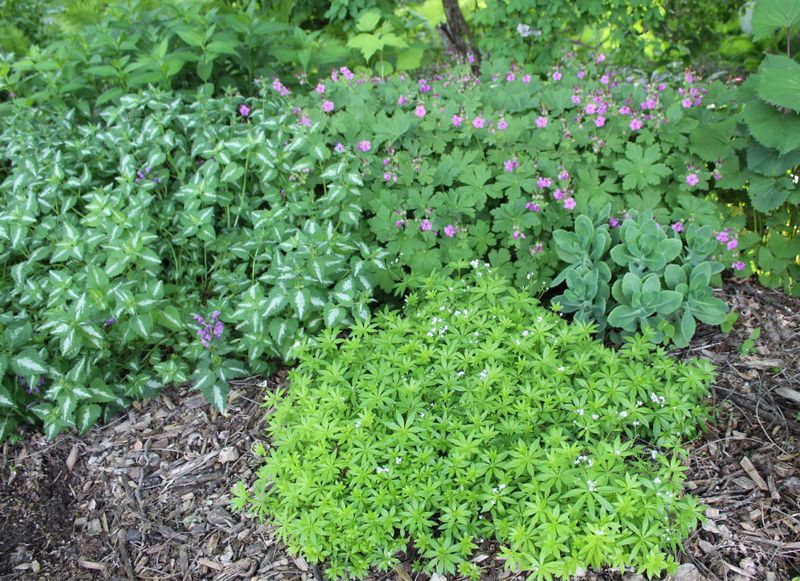 Choose a plant that fits the site