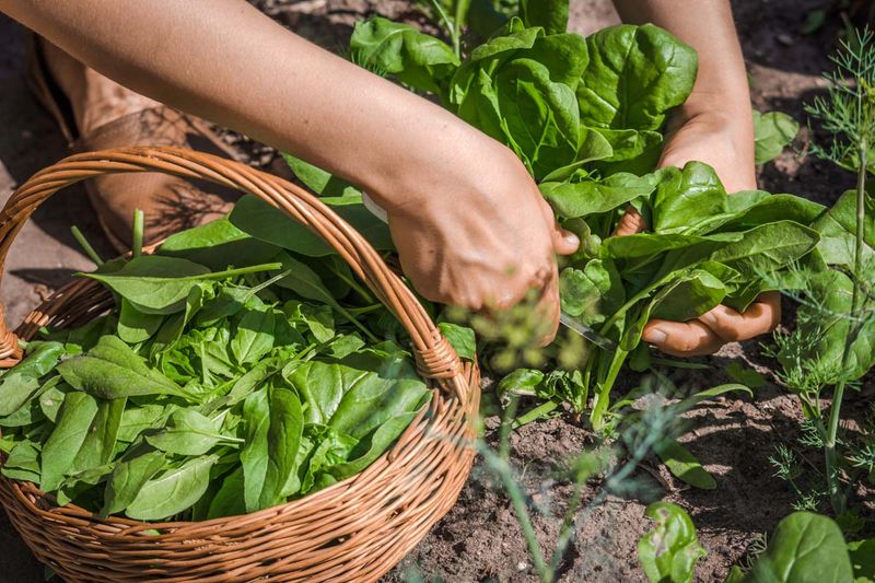 Harvest while leaves remain tender and vegetative